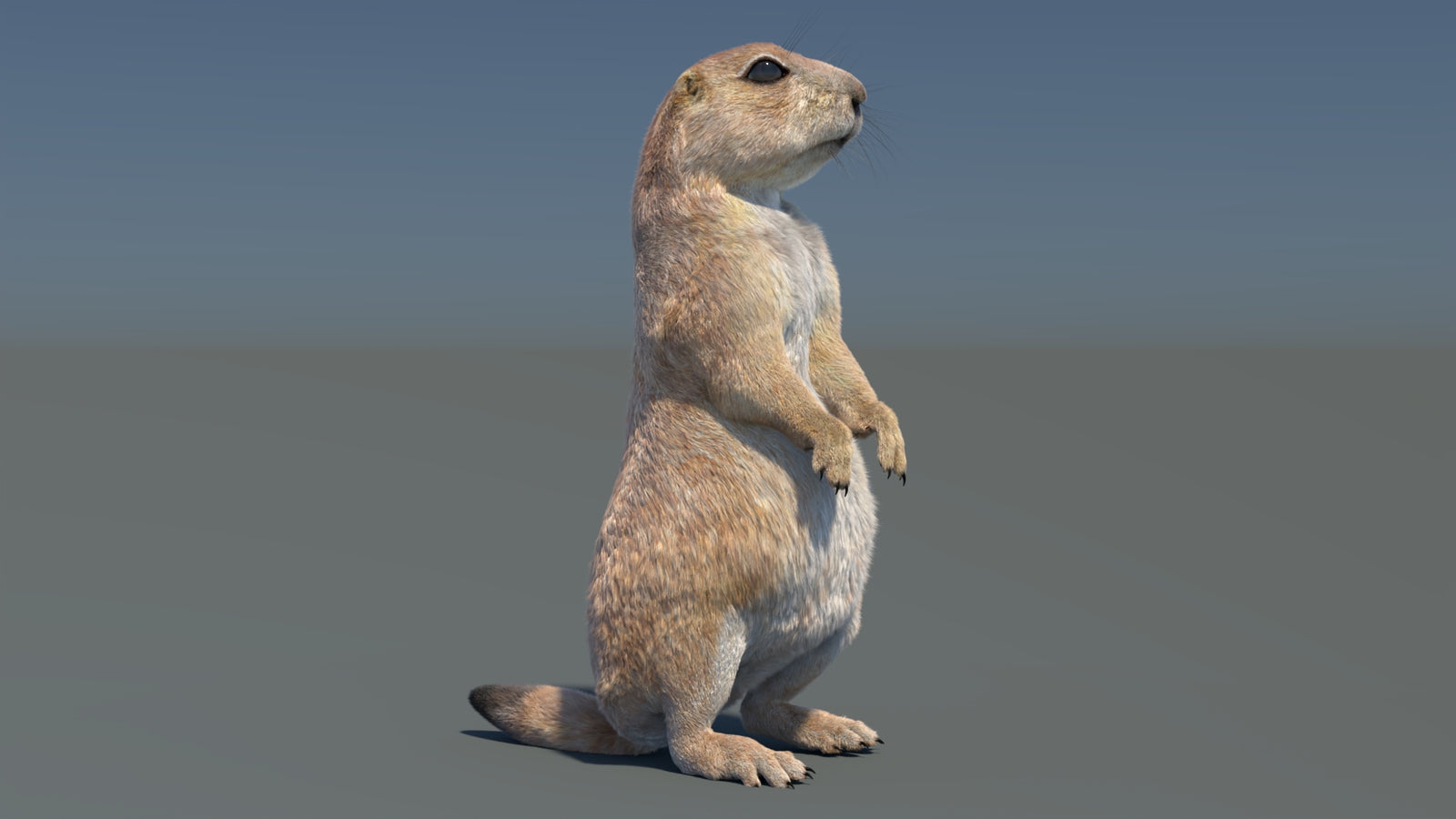 Rigged Prairie Dog 3D Model Fur 360° view 3 frame 26