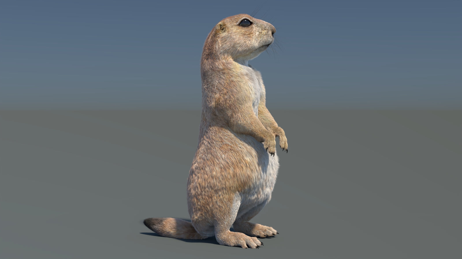 Rigged Prairie Dog 3D Model Fur 360° view 3 frame 28