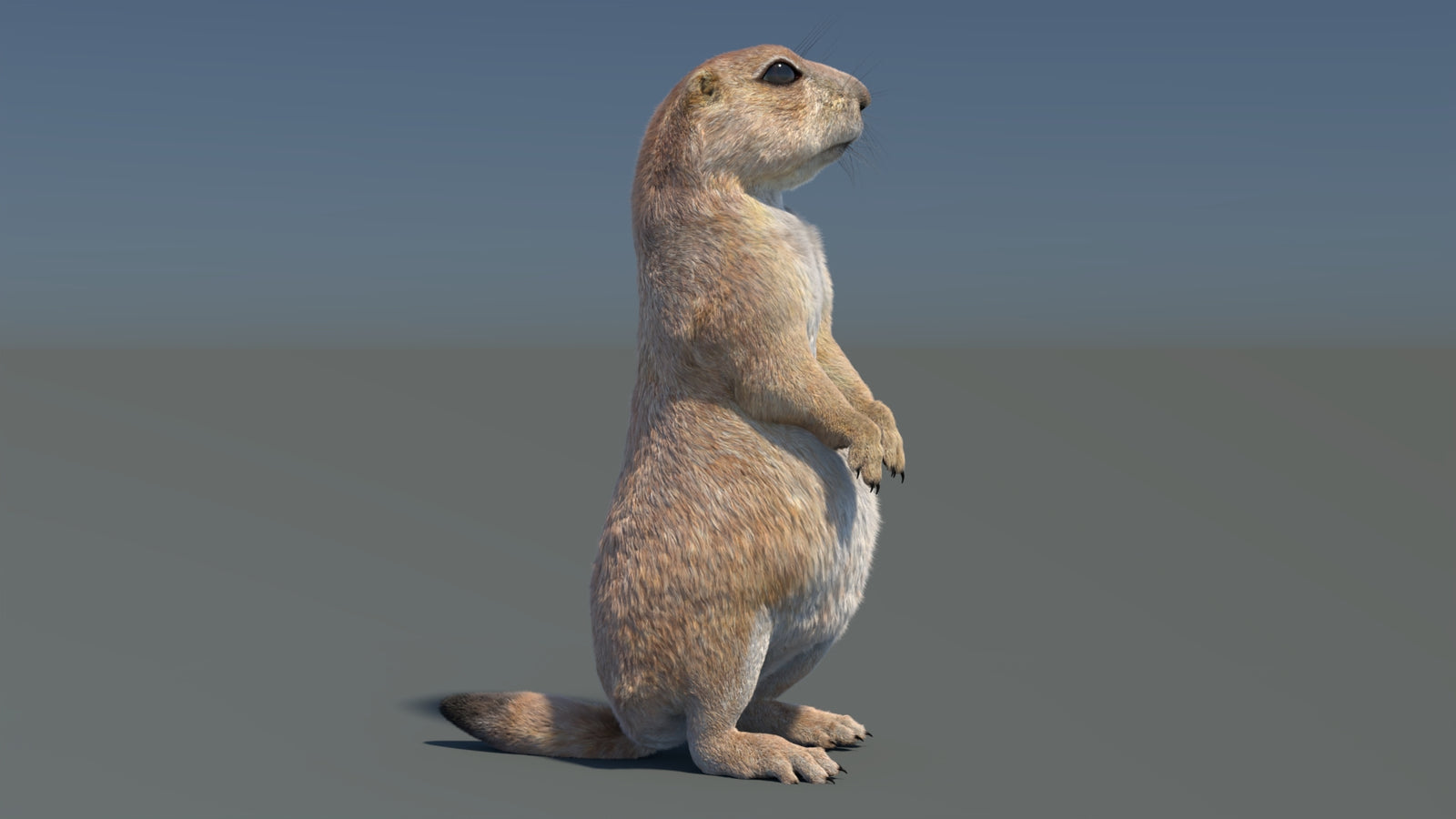 Rigged Prairie Dog 3D Model Fur 360° view 3 frame 30