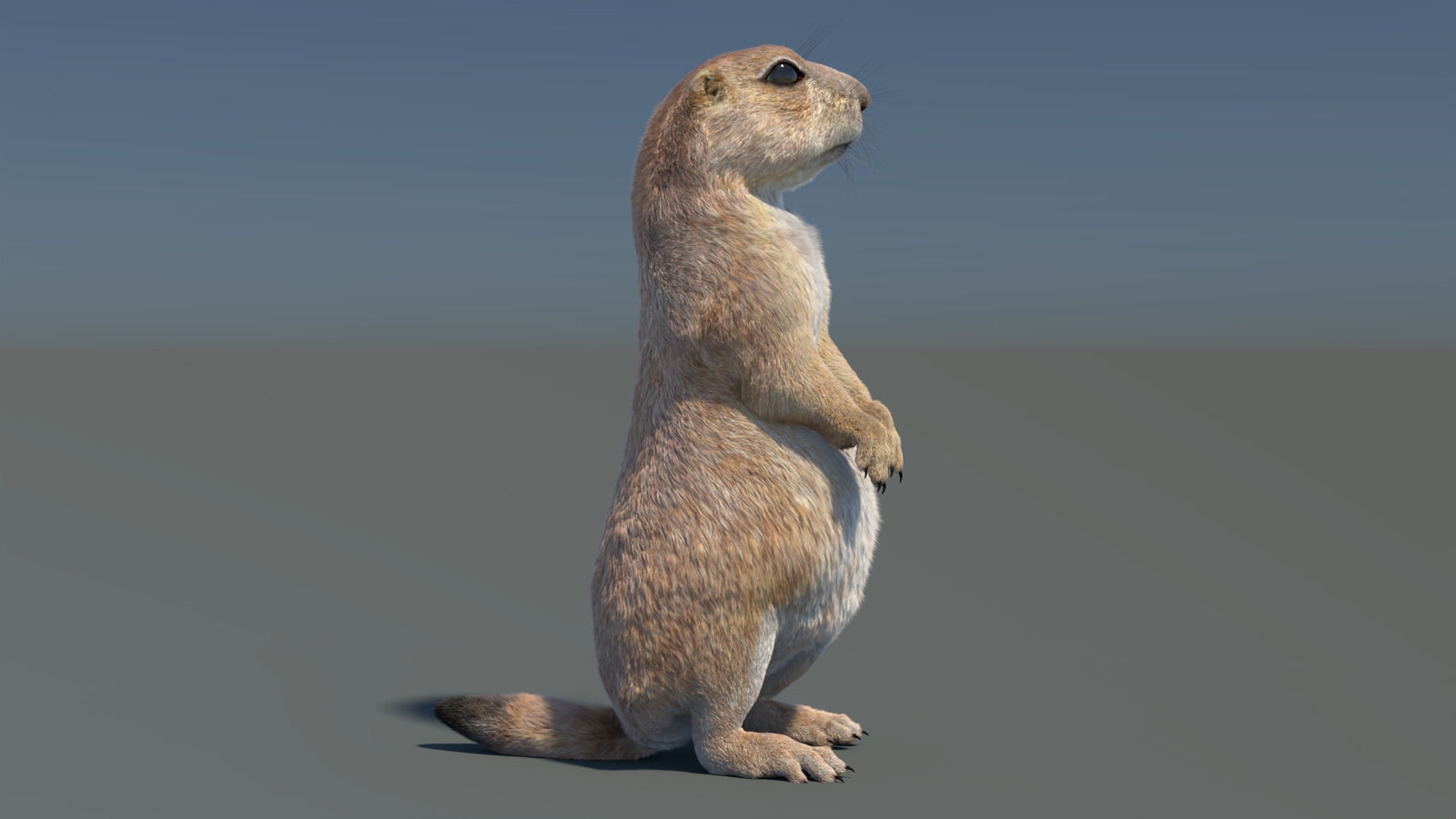Rigged Prairie Dog 3D Model Fur 360° view 3 frame 31