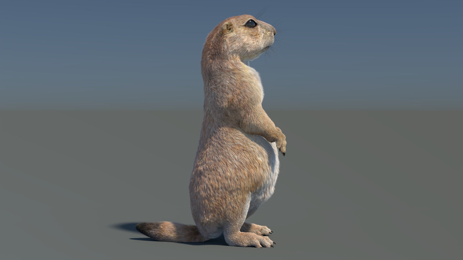 Rigged Prairie Dog 3D Model Fur 360° view 3 frame 33