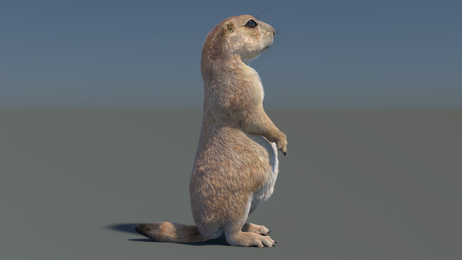 Rigged Prairie Dog 3D Model Fur 360° view 3 frame 34