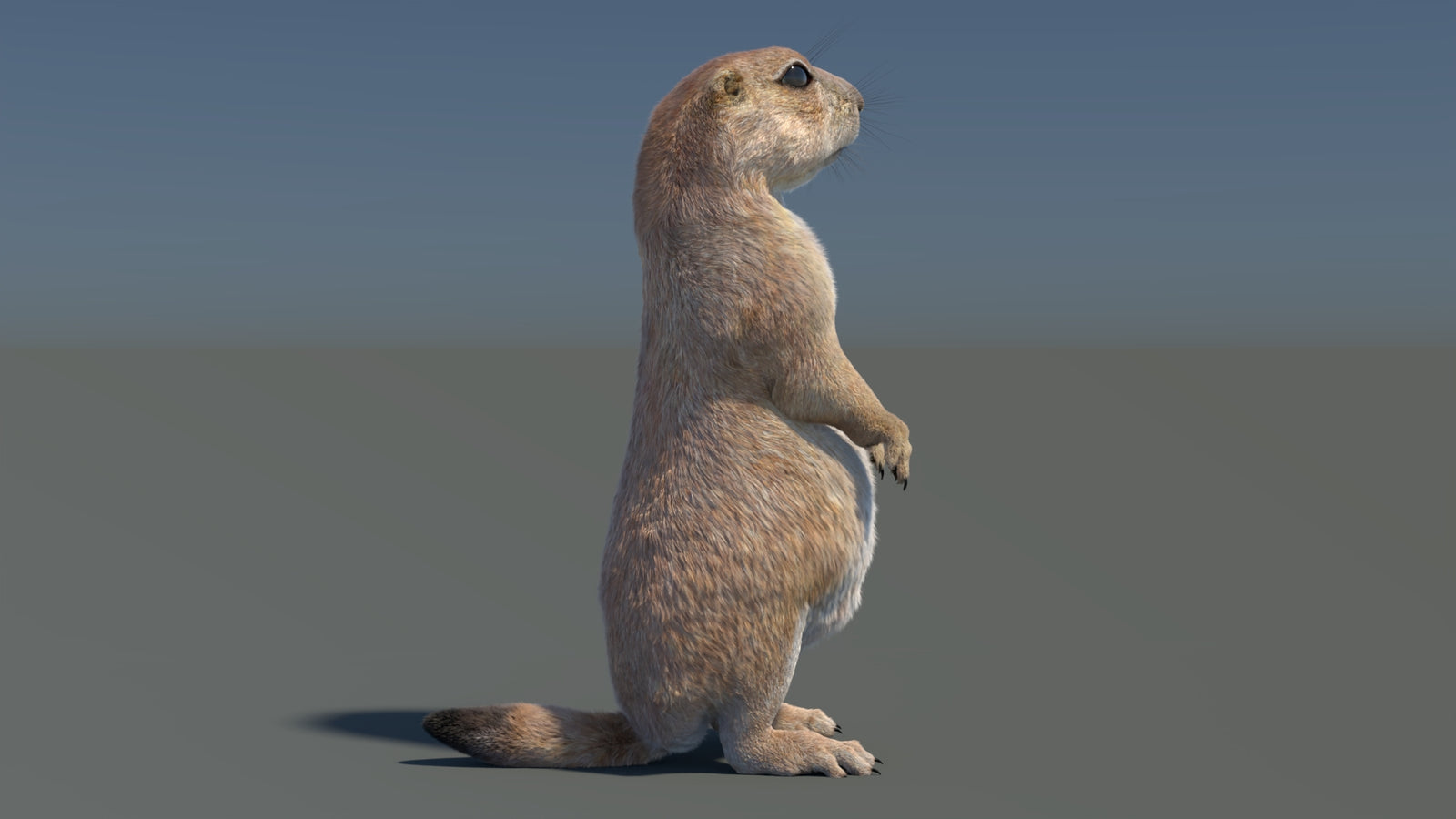 Rigged Prairie Dog 3D Model Fur 360° view 3 frame 36