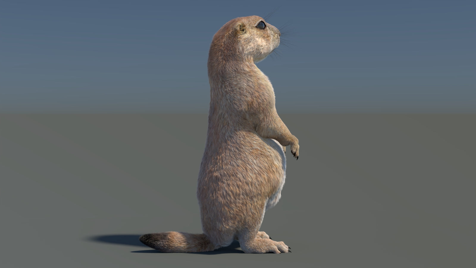 Rigged Prairie Dog 3D Model Fur 360° view 3 frame 38