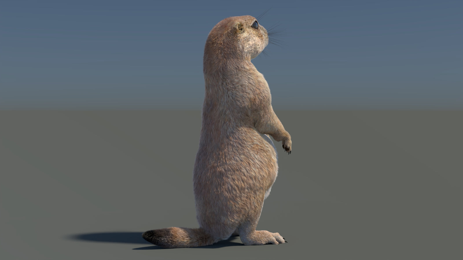 Rigged Prairie Dog 3D Model Fur 360° view 3 frame 42
