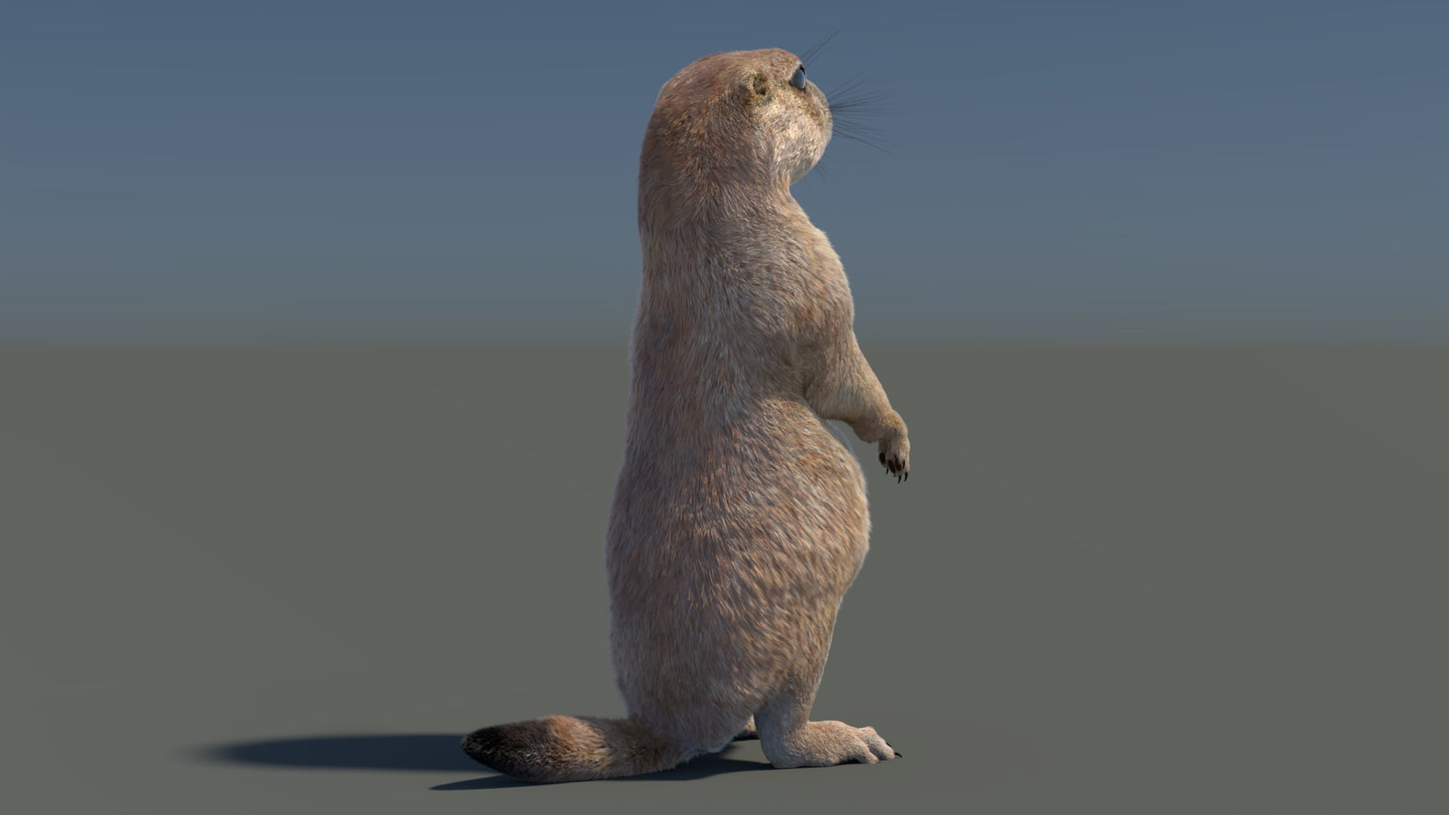 Rigged Prairie Dog 3D Model Fur 360° view 3 frame 44