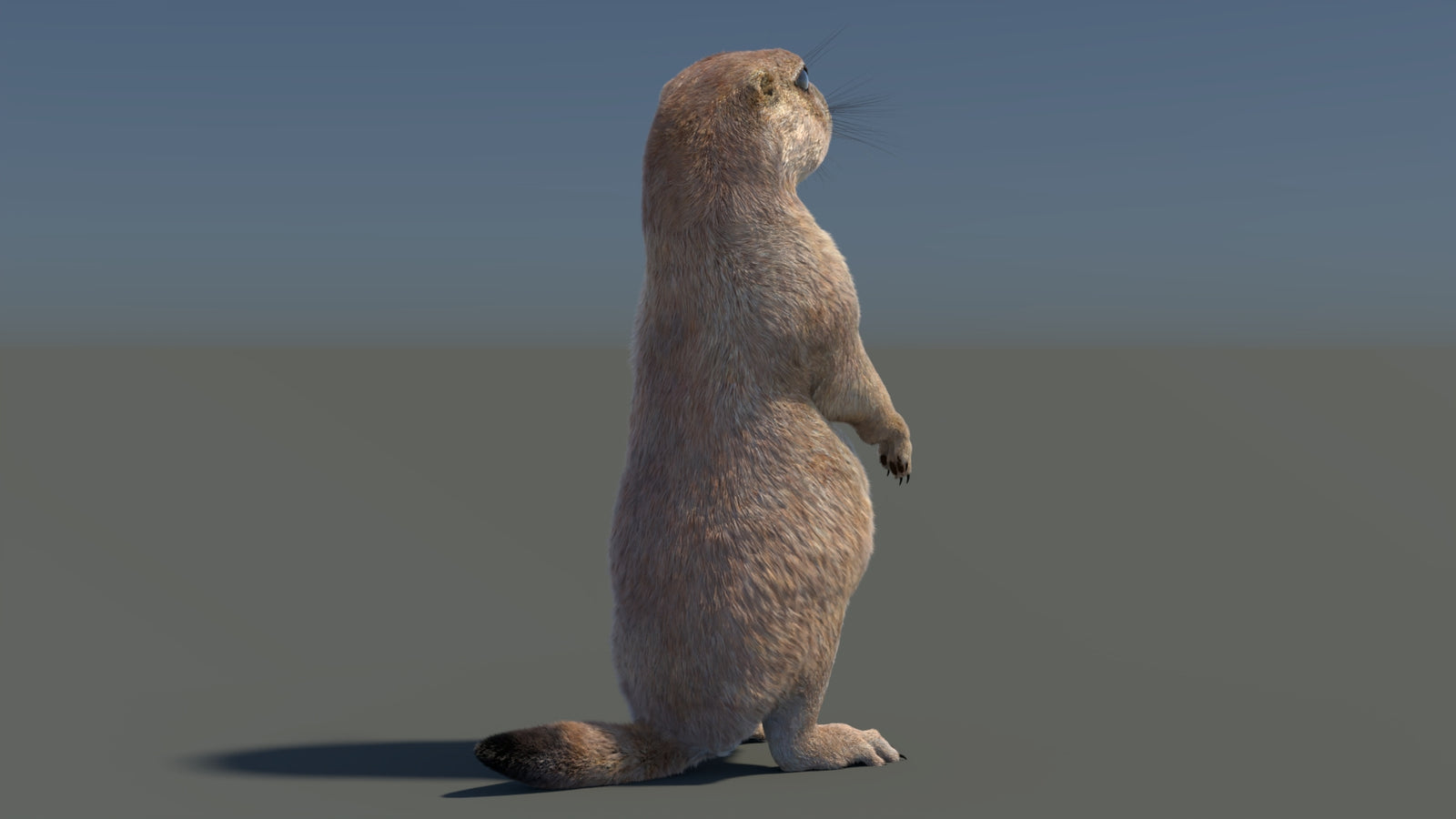 Rigged Prairie Dog 3D Model Fur 360° view 3 frame 45