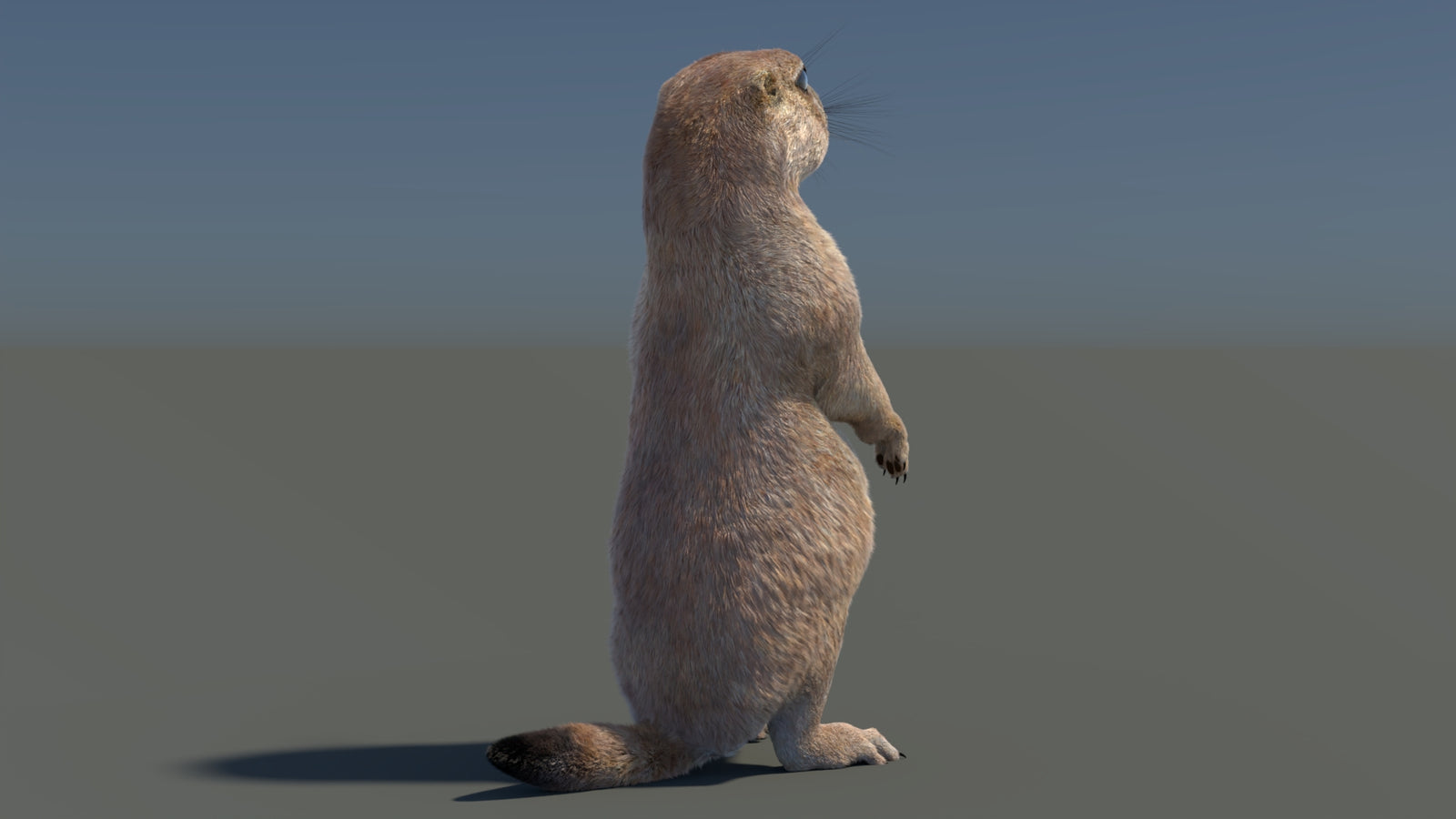 Rigged Prairie Dog 3D Model Fur 360° view 3 frame 46