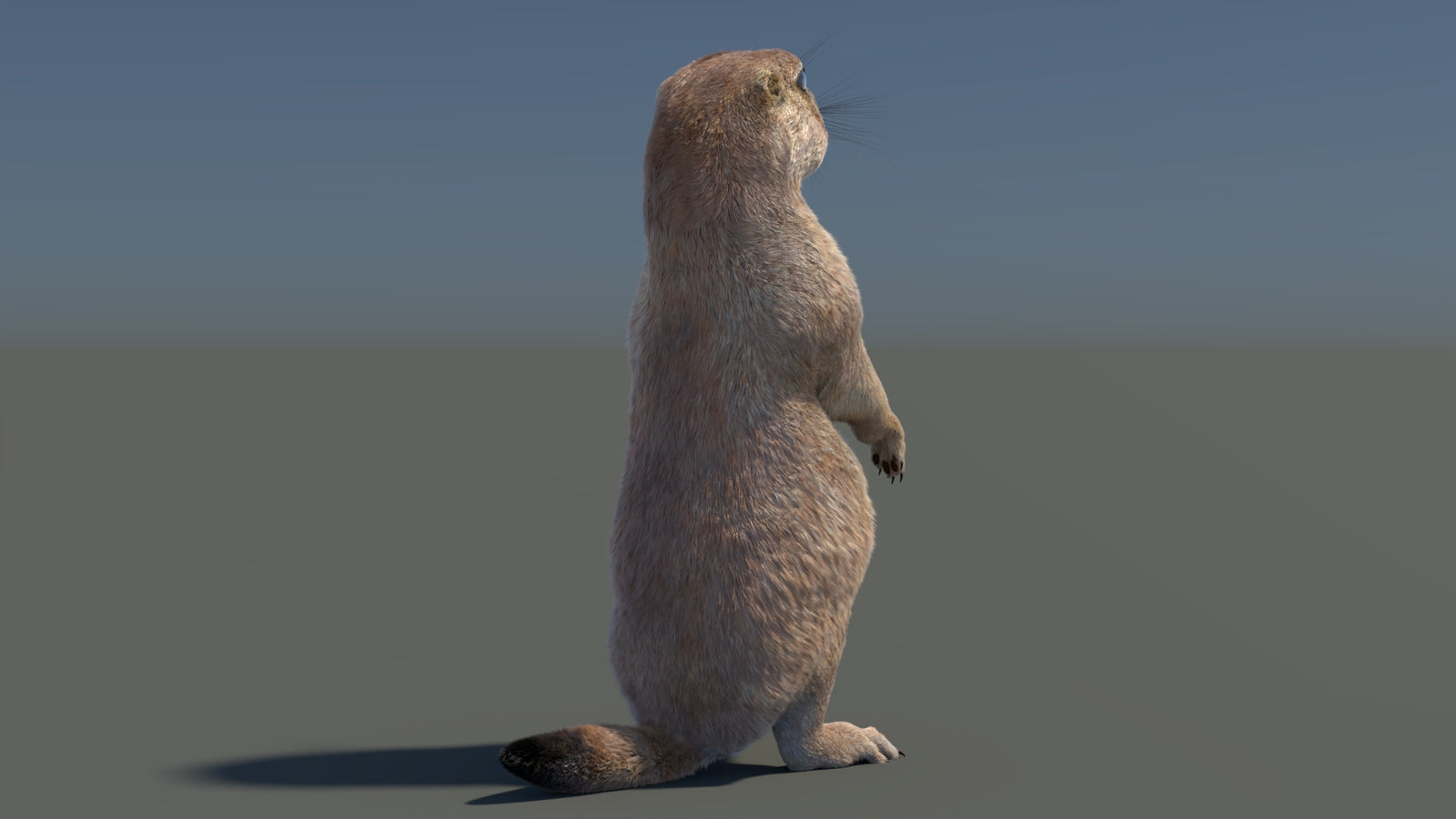 Rigged Prairie Dog 3D Model Fur 360° view 3 frame 47