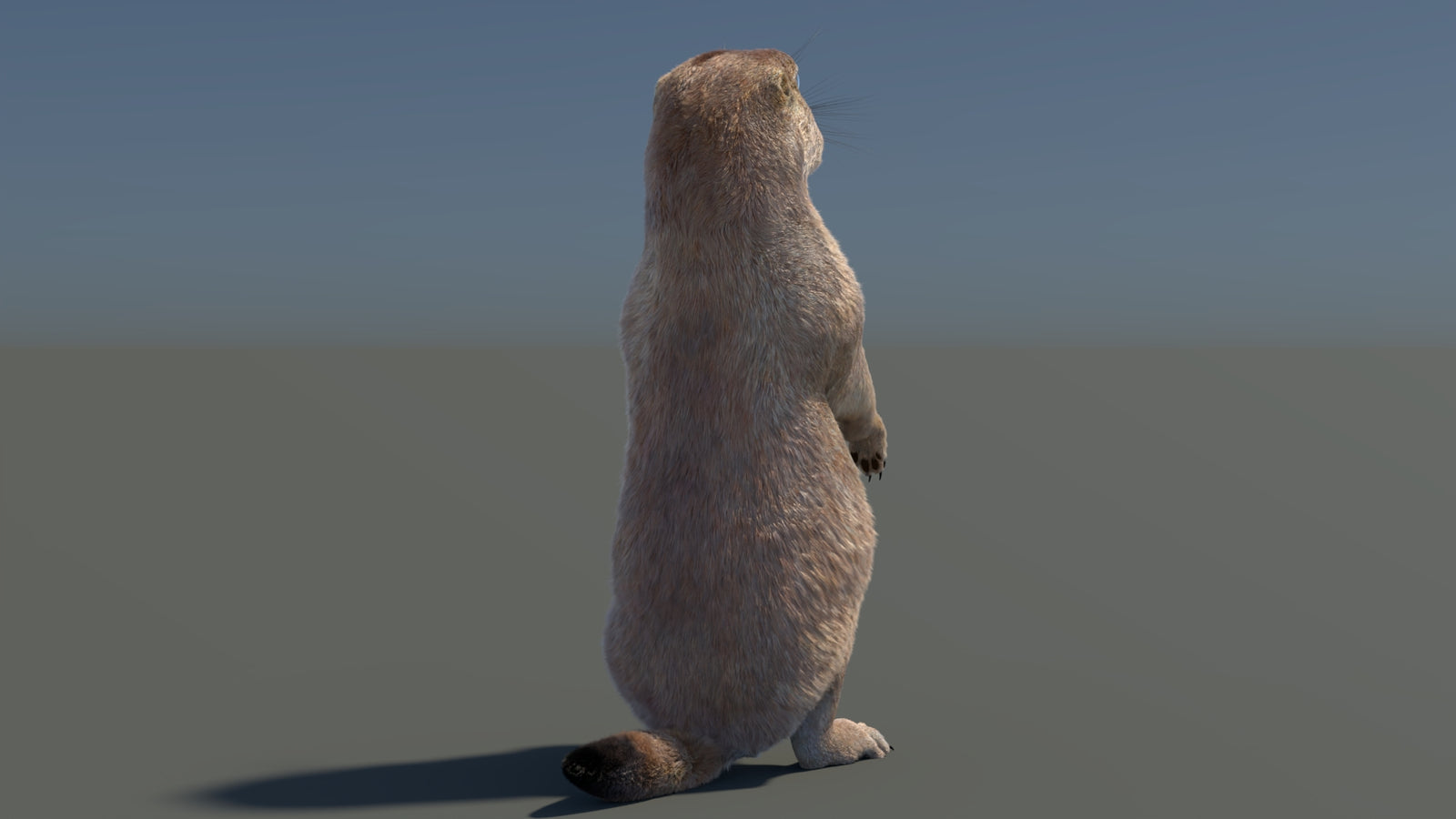 Rigged Prairie Dog 3D Model Fur 360° view 3 frame 51