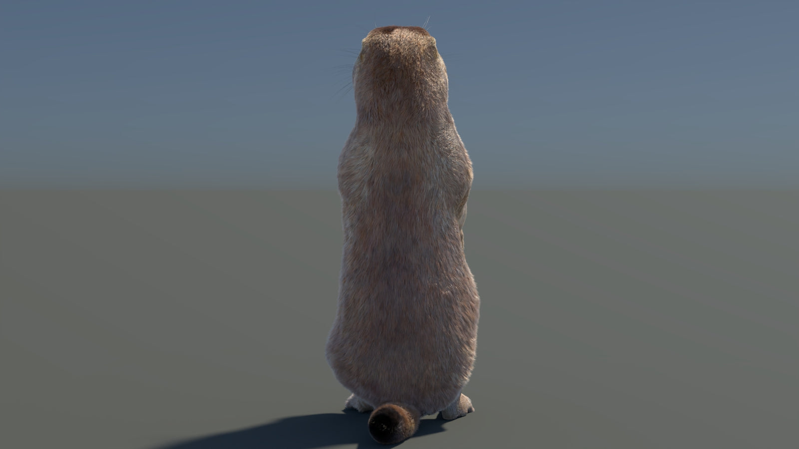 Rigged Prairie Dog 3D Model Fur 360° view 3 frame 57