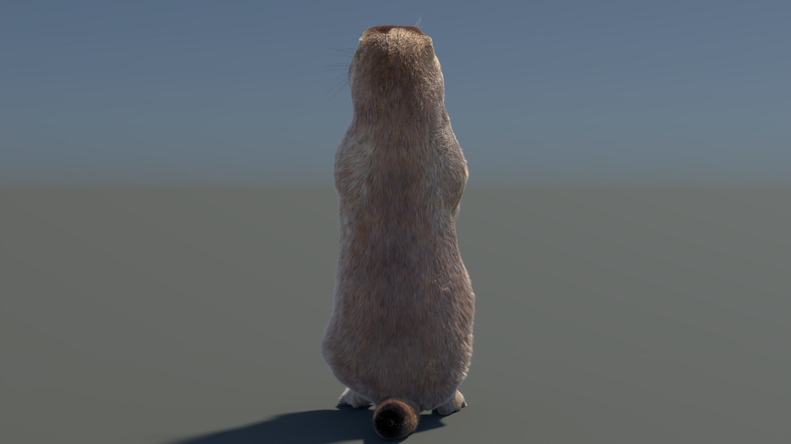 Rigged Prairie Dog 3D Model Fur 360° view 3 frame 58