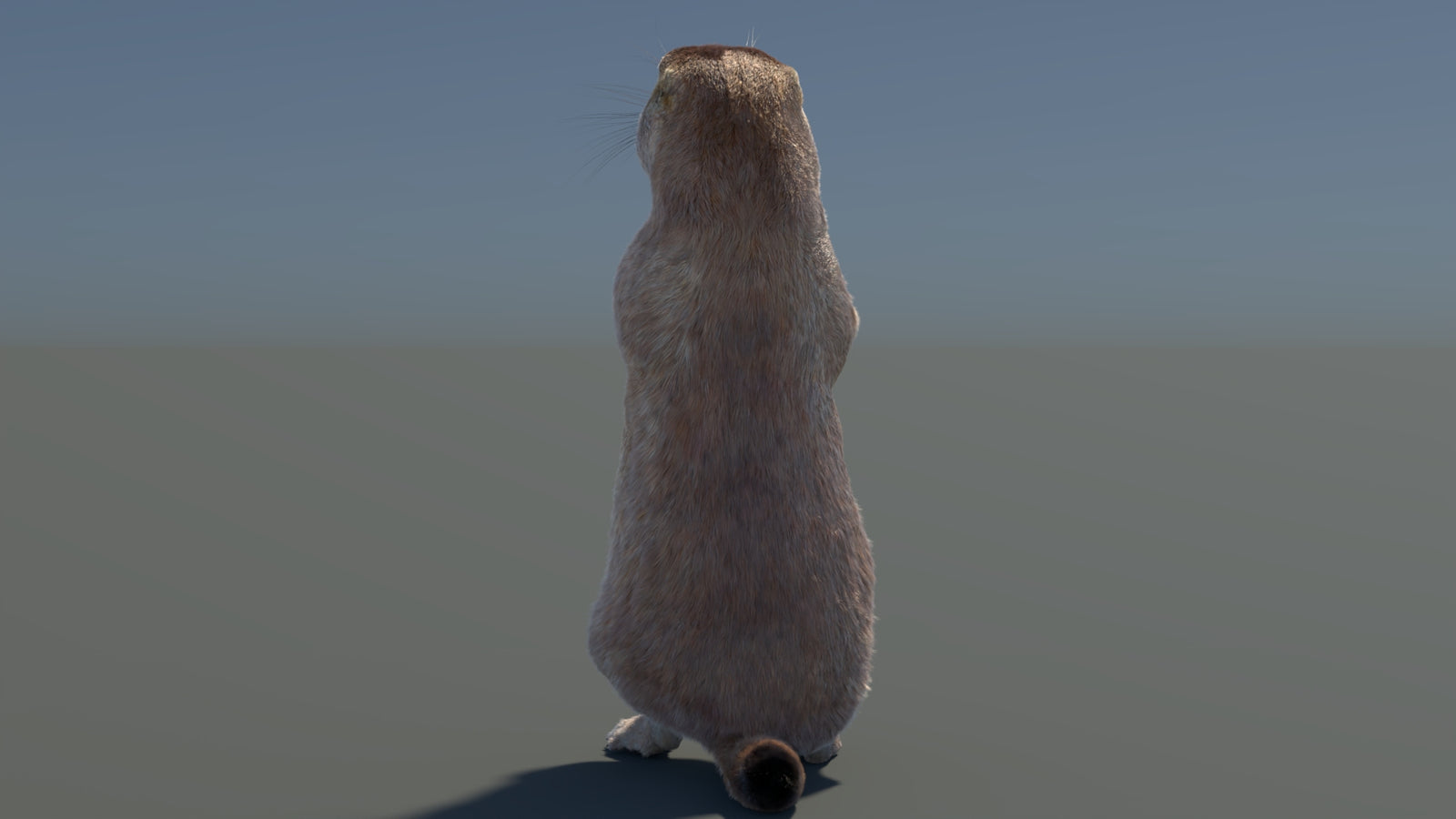 Rigged Prairie Dog 3D Model Fur 360° view 3 frame 61