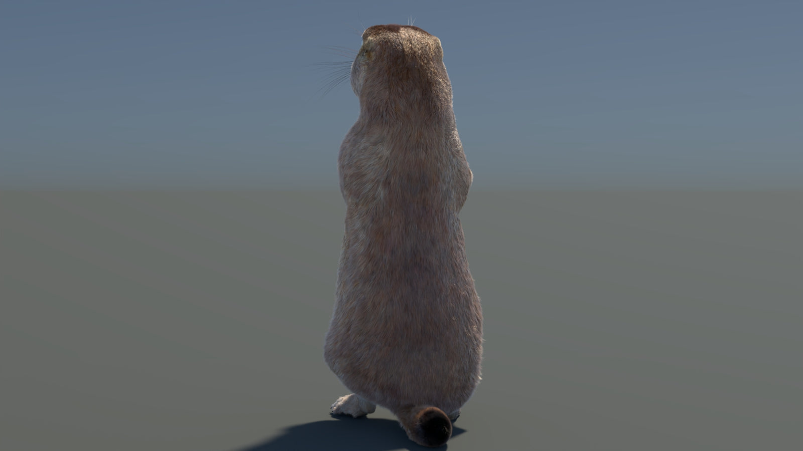 Rigged Prairie Dog 3D Model Fur 360° view 3 frame 62