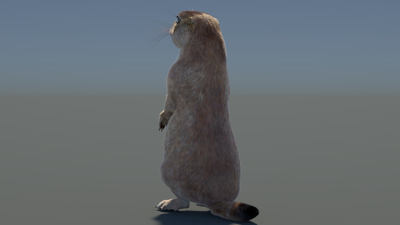 Rigged Prairie Dog 3D Model Fur 360° view 3 frame 69