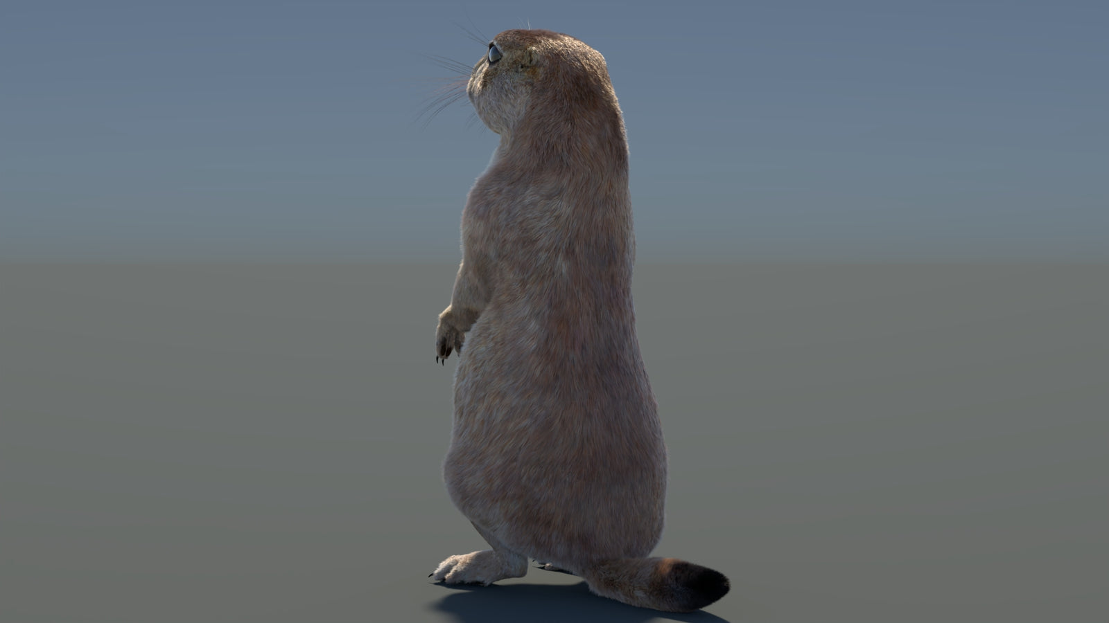Rigged Prairie Dog 3D Model Fur 360° view 3 frame 70