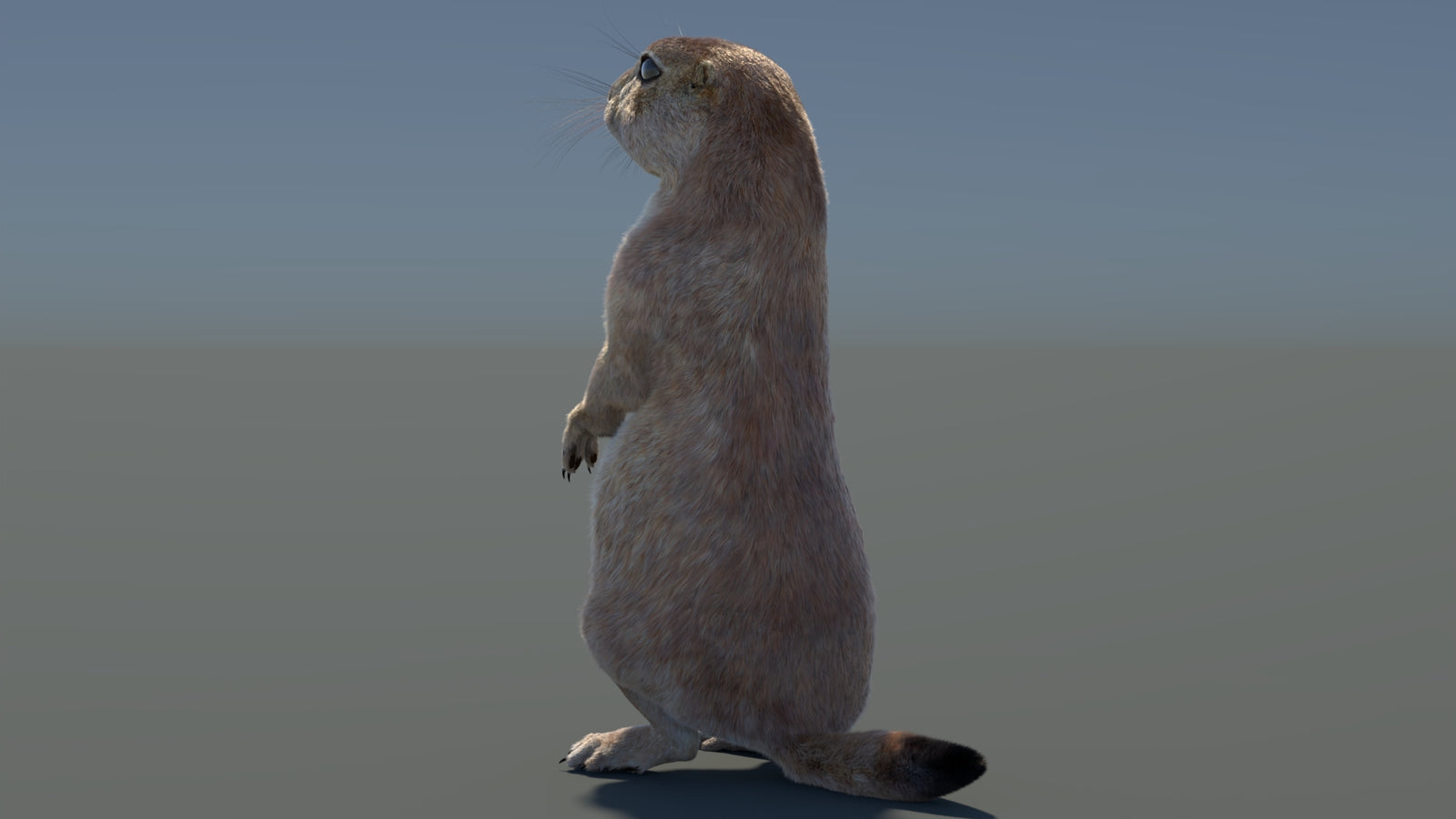 Rigged Prairie Dog 3D Model Fur 360° view 3 frame 72