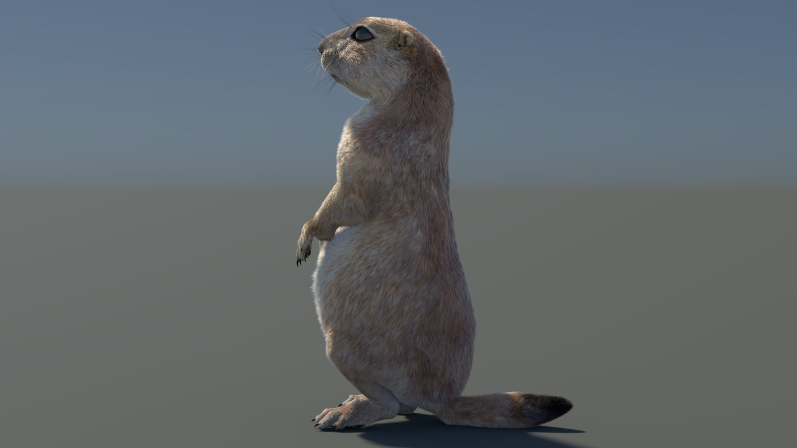 Rigged Prairie Dog 3D Model Fur 360° view 3 frame 80