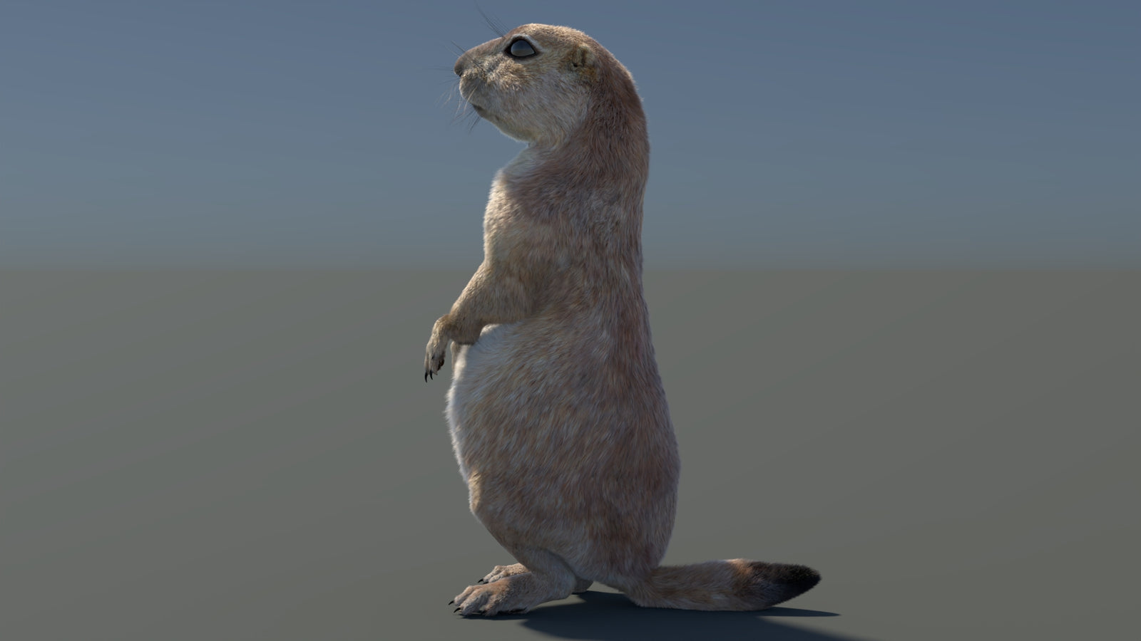 Rigged Prairie Dog 3D Model Fur 360° view 3 frame 81