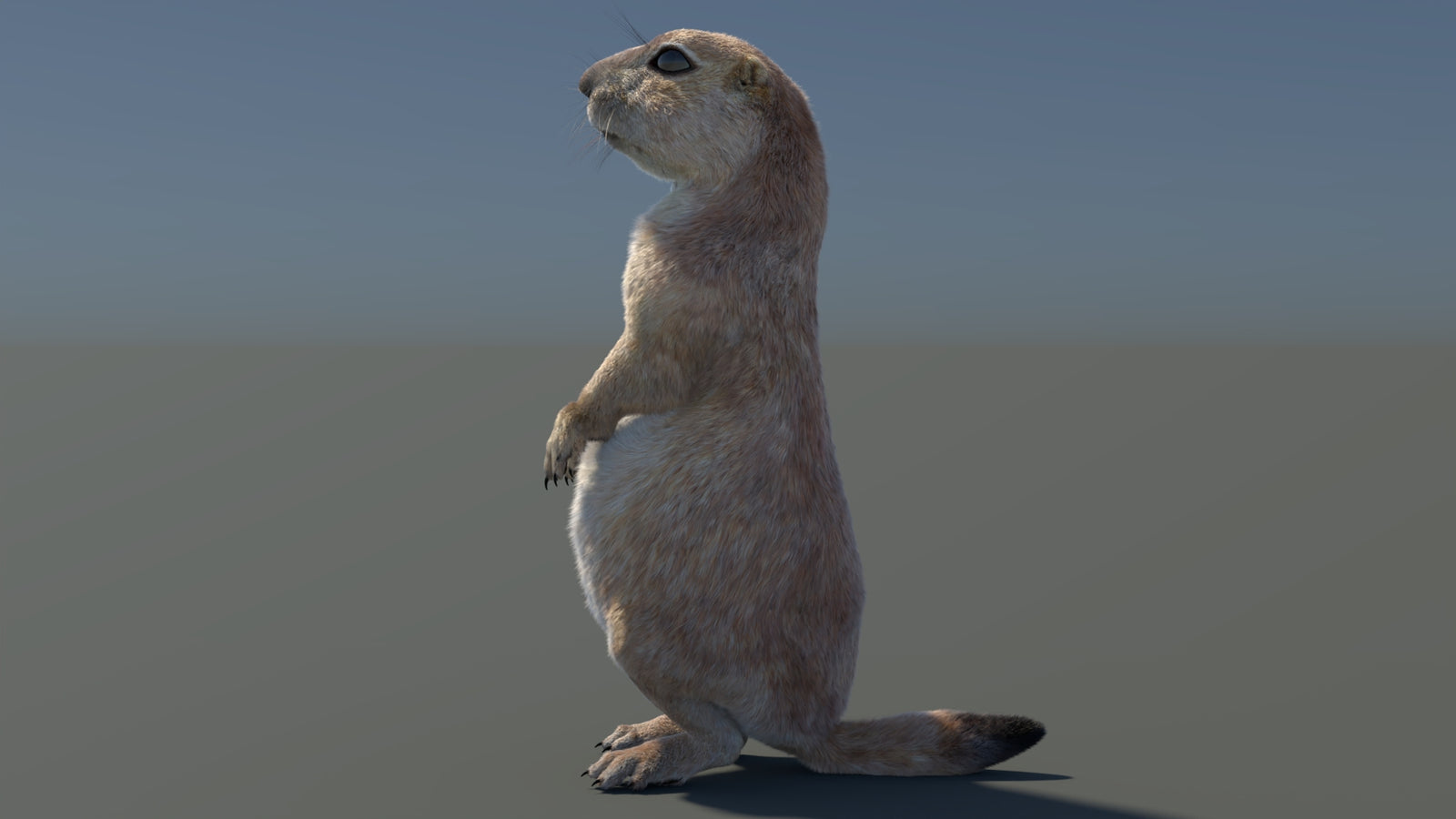 Rigged Prairie Dog 3D Model Fur 360° view 3 frame 83