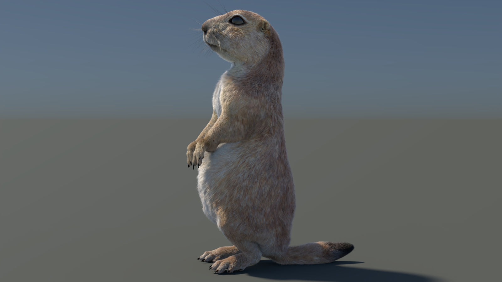 Rigged Prairie Dog 3D Model Fur 360° view 3 frame 87