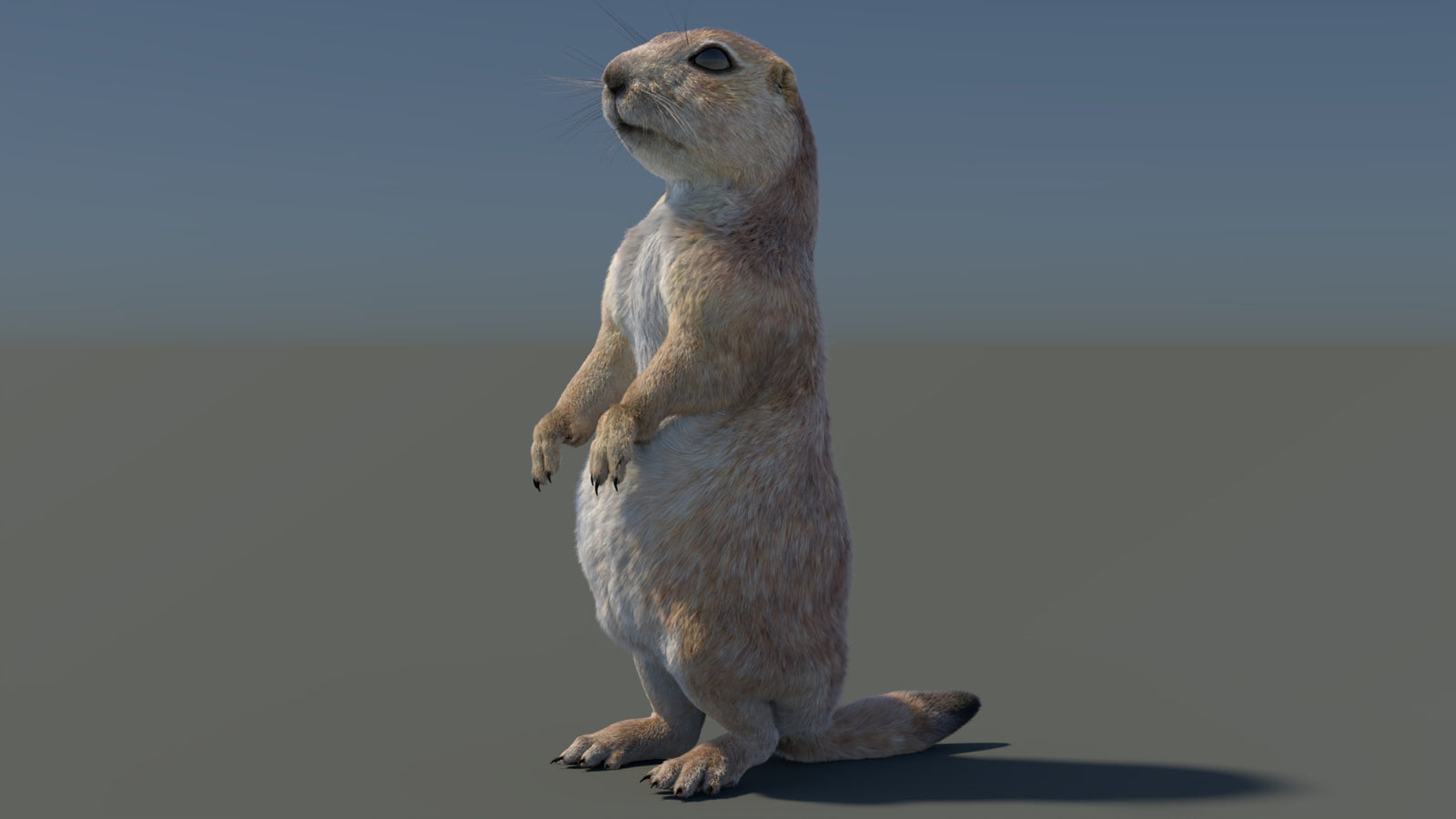 Rigged Prairie Dog 3D Model Fur 360° view 3 frame 92