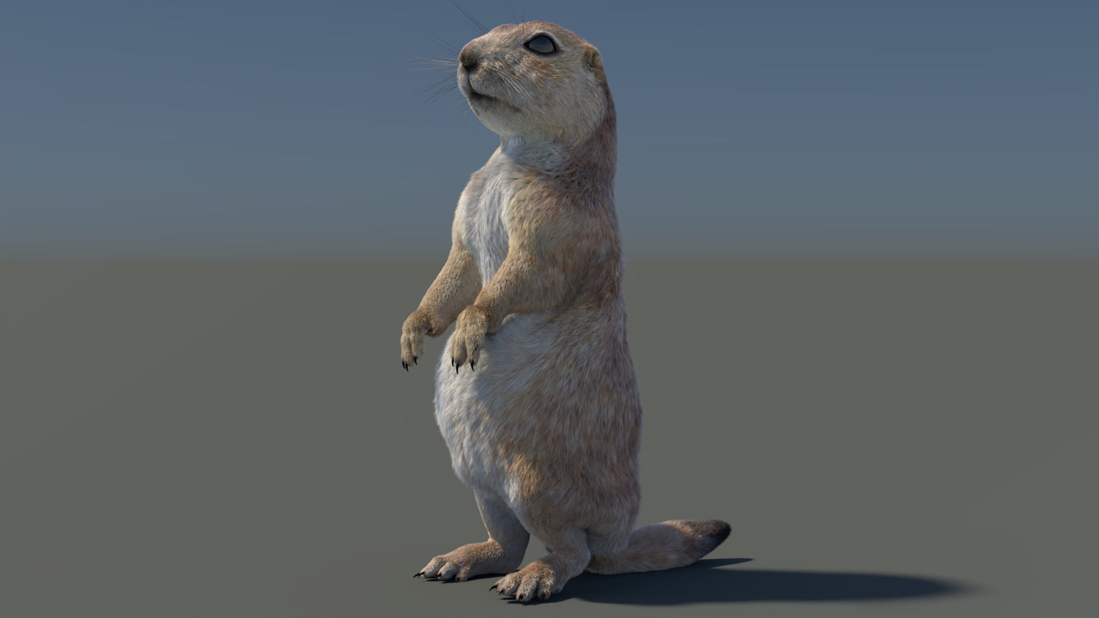 Rigged Prairie Dog 3D Model Fur 360° view 3 frame 93