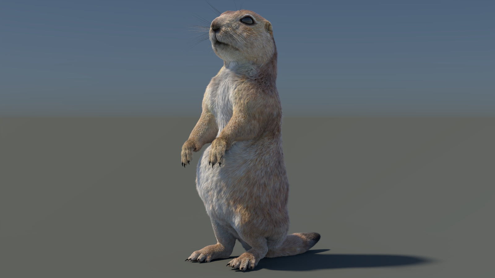 Rigged Prairie Dog 3D Model Fur 360° view 3 frame 95