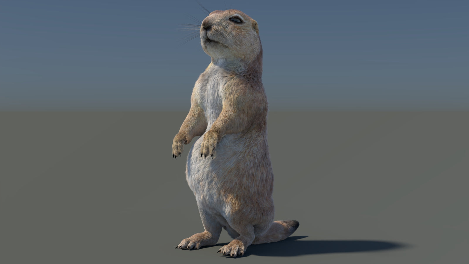 Rigged Prairie Dog 3D Model Fur 360° view 3 frame 96