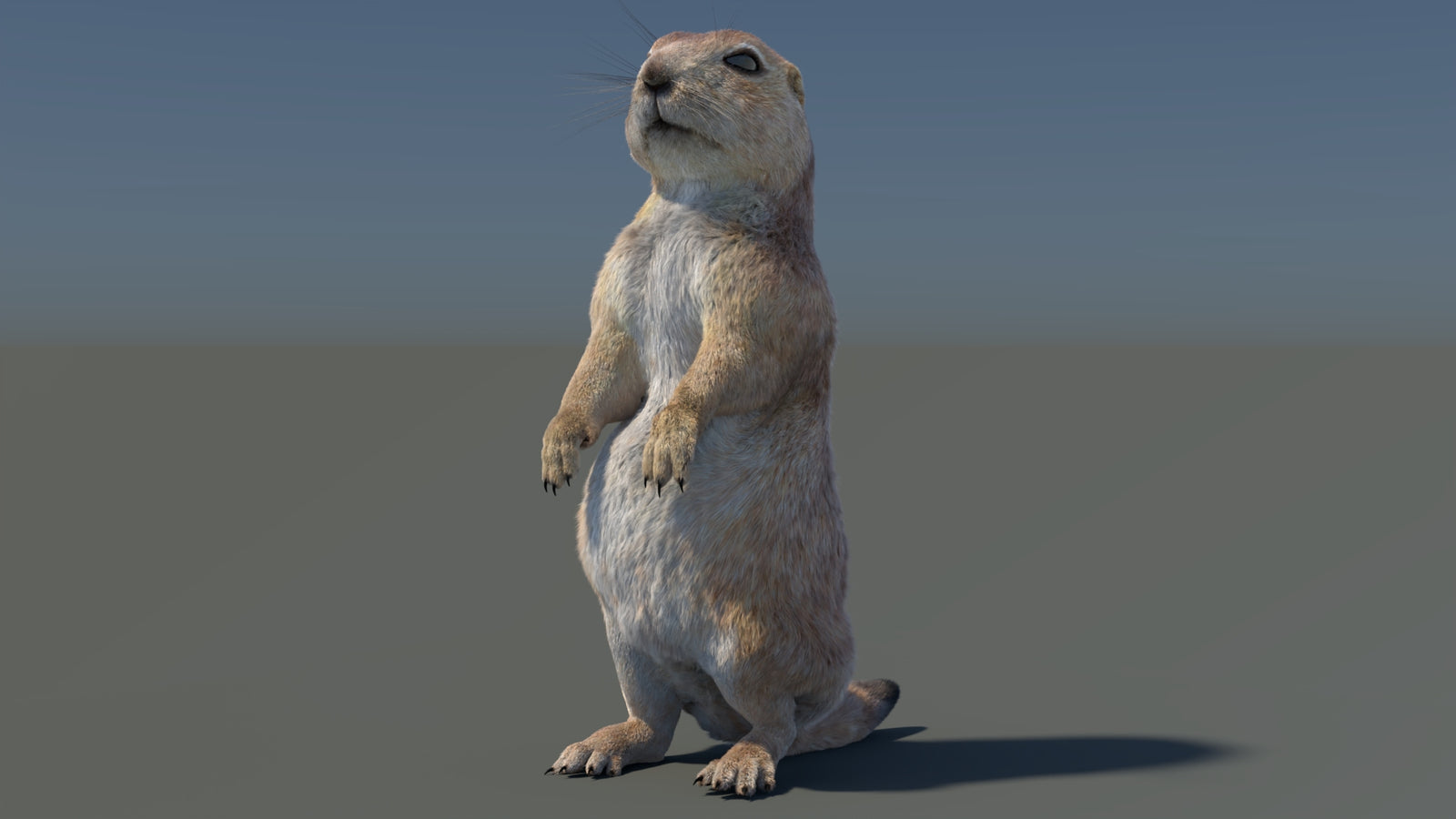 Rigged Prairie Dog 3D Model Fur 360° view 3 frame 98