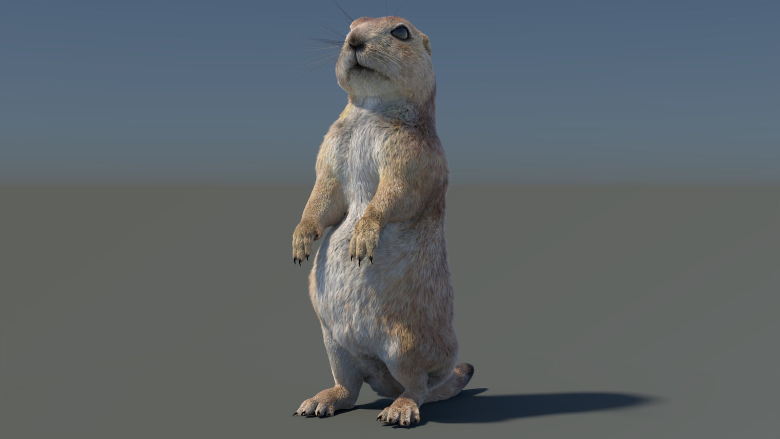 Rigged Prairie Dog 3D Model Fur 360° view 3 frame 99