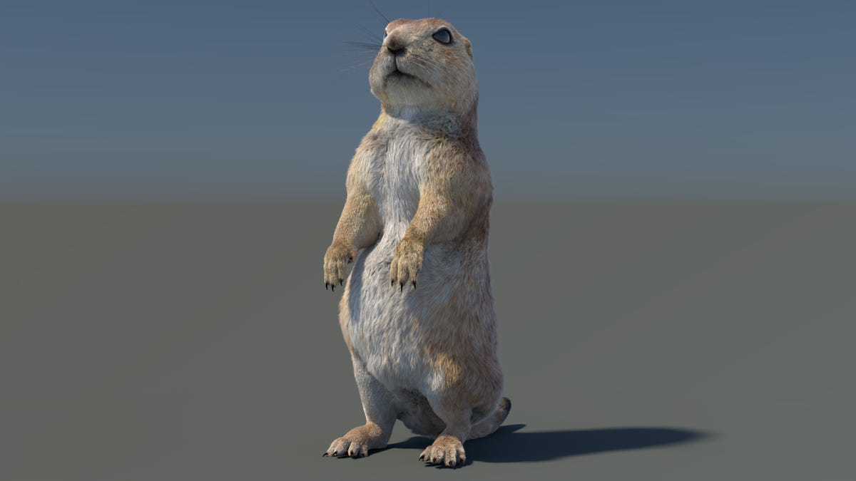 Rigged Prairie Dog 3D Model Fur - 360 Degree View
