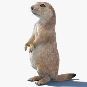 Rigged Prairie Dog 3D Model Fur Thumbnail