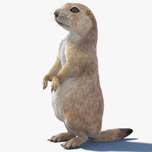 Rigged Prairie Dog 3D Model Fur Thumbnail