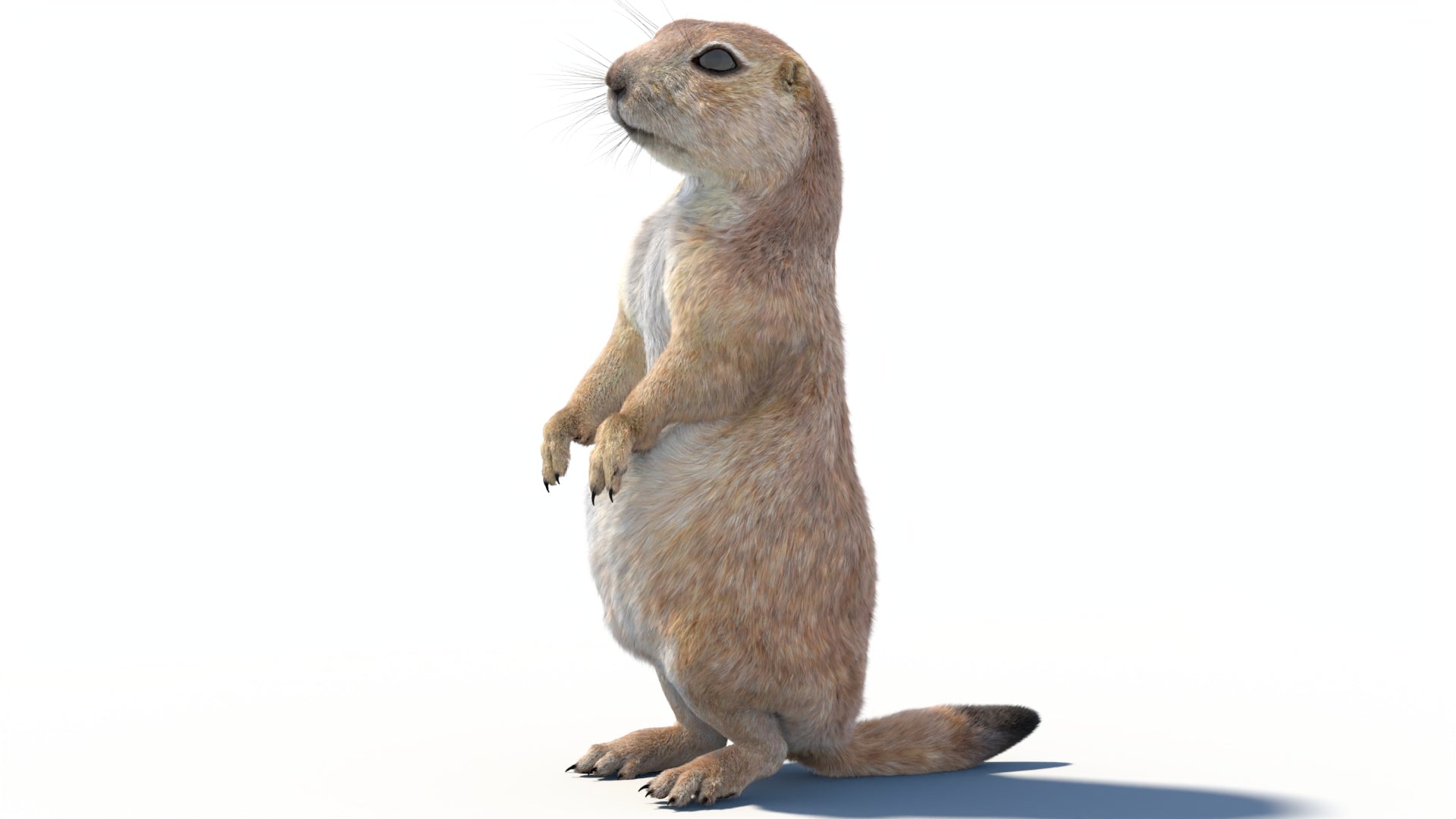 Rigged Prairie Dog 3D Model Fur