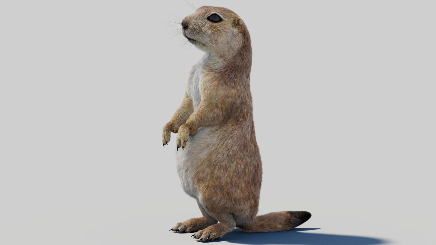 Rigged Prairie Dog 3D Model Fur