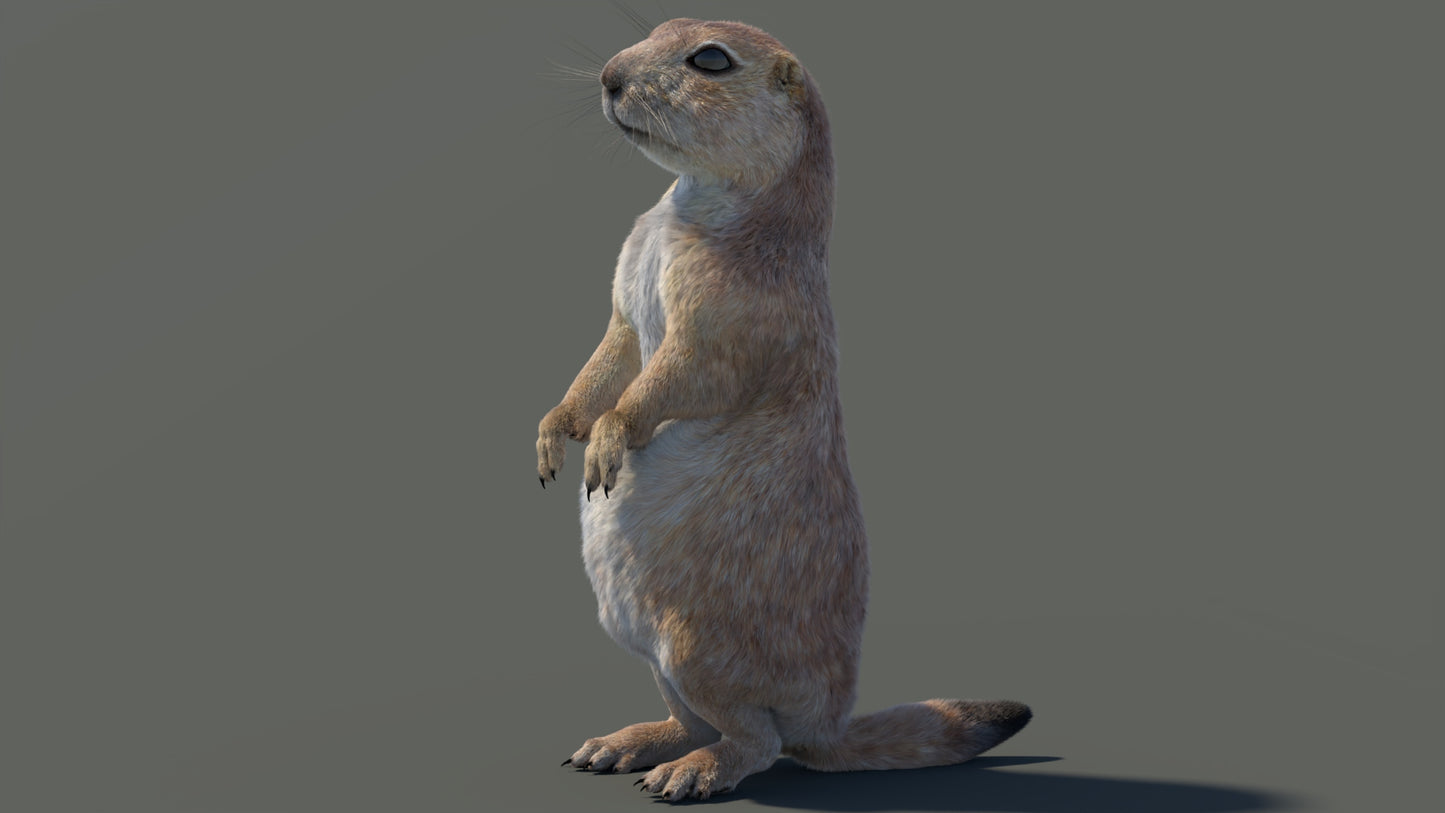 Rigged Prairie Dog 3D Model Fur