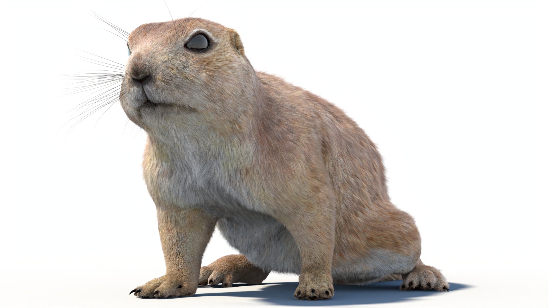 Rigged Prairie Dog 3D Model Fur