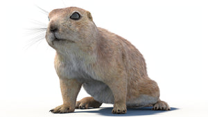 Rigged Prairie Dog 3D Model Fur Thumbnail
