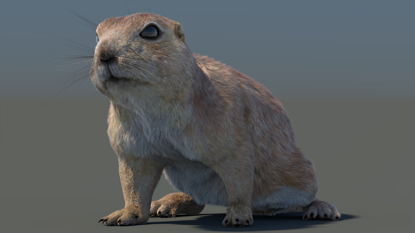 Rigged Prairie Dog 3D Model Fur