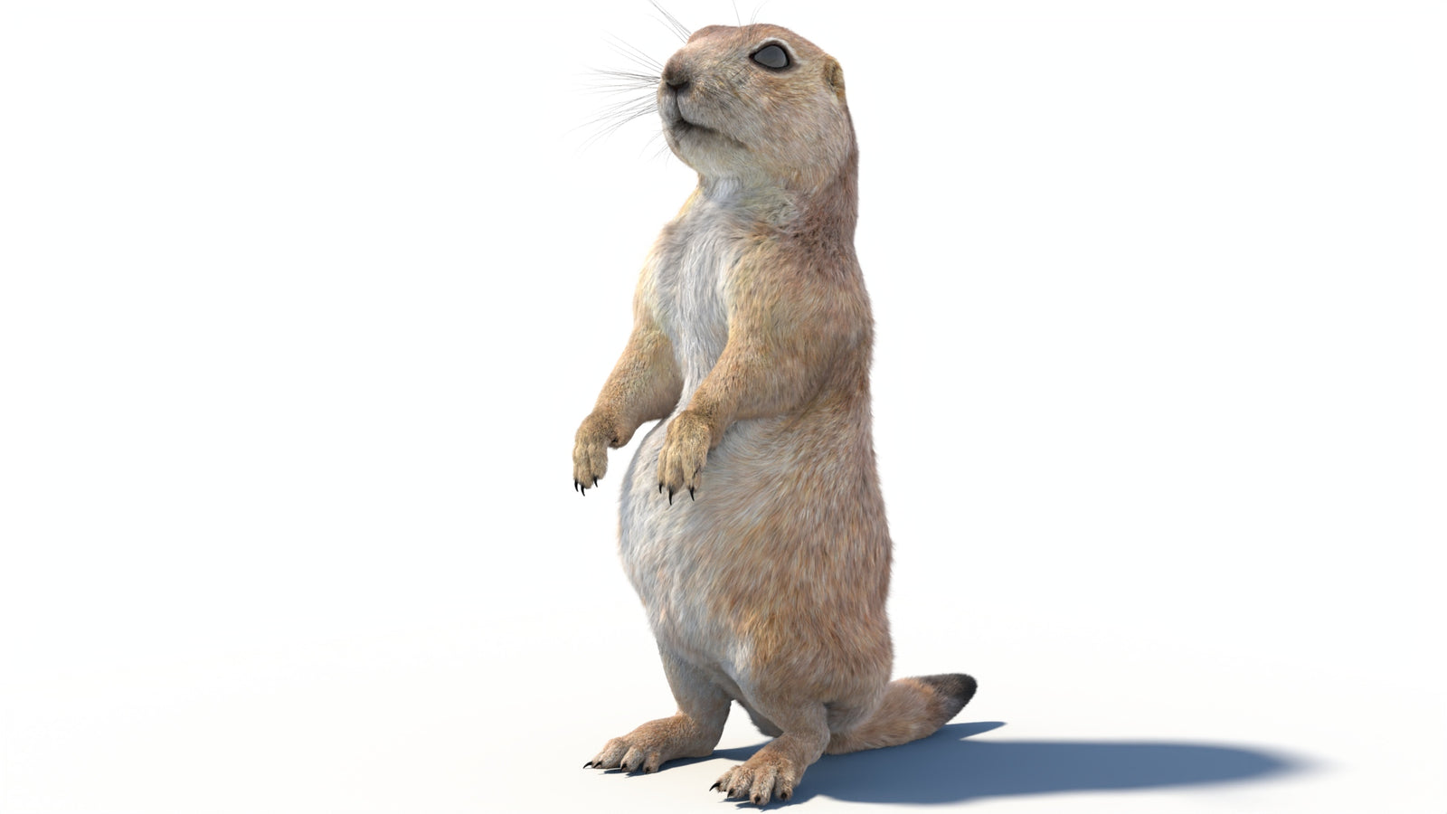 Rigged Prairie Dog 3D Model Fur