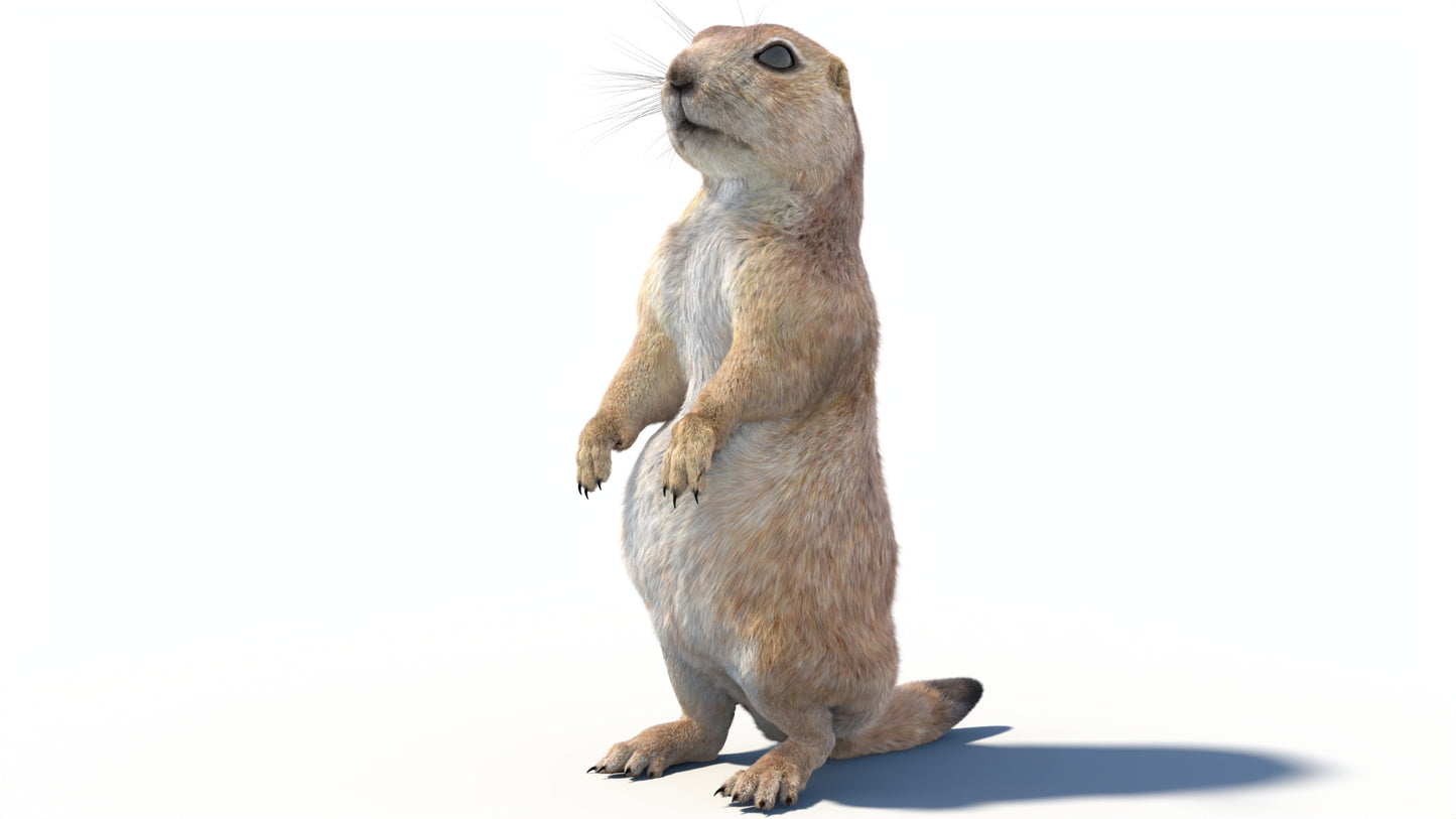 Rigged Prairie Dog 3D Model Fur
