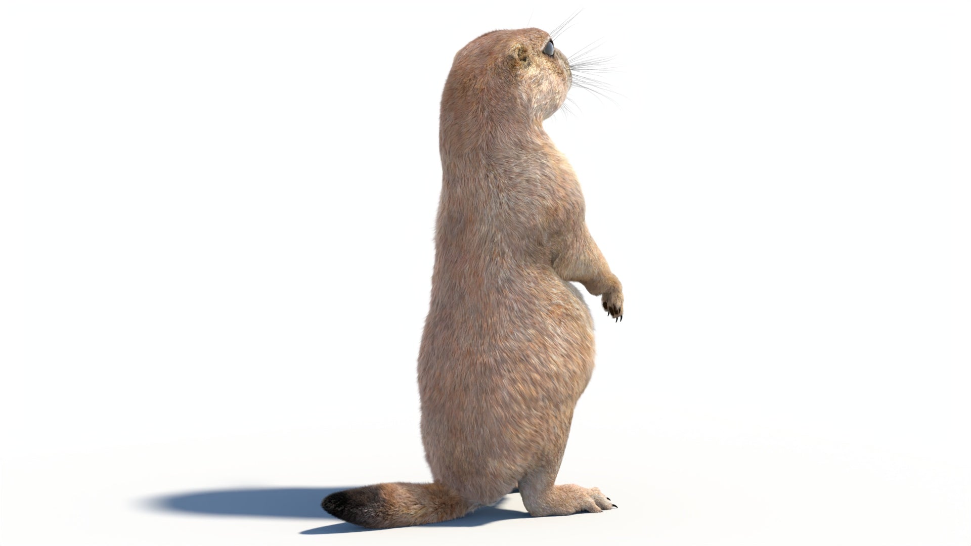 Rigged Prairie Dog 3D Model Fur