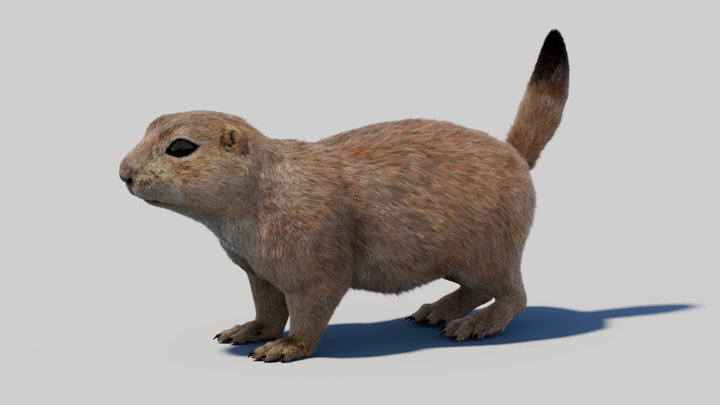 Rigged Prairie Dog 3D Model Fur