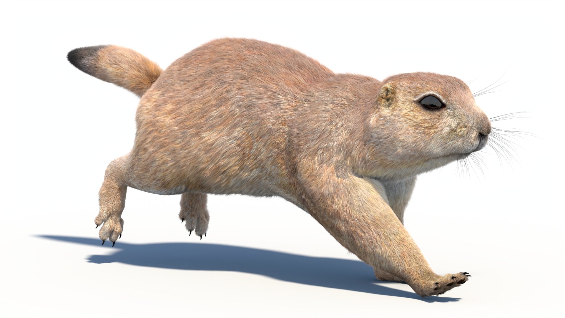 Rigged Prairie Dog 3D Model Fur