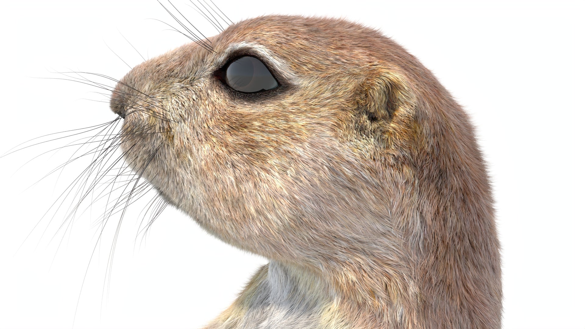 Rigged Prairie Dog 3D Model Fur