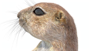 Rigged Prairie Dog 3D Model Fur Thumbnail