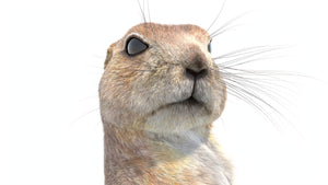 Rigged Prairie Dog 3D Model Fur Thumbnail
