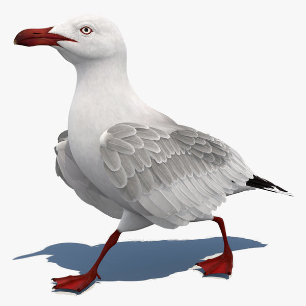 Rigged Seagull 3D Model