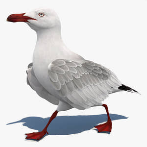 Rigged Seagull 3D Model Thumbnail